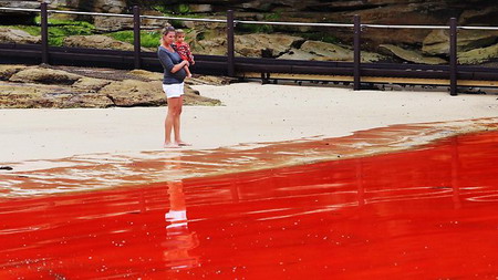 ทะเลสีเลือด! ปรากฎการณ์หาดูยากที่ออสเตรเลีย
