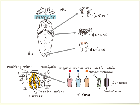 อยากรู้มั้ย?รส อูมามิ คือ อะไร