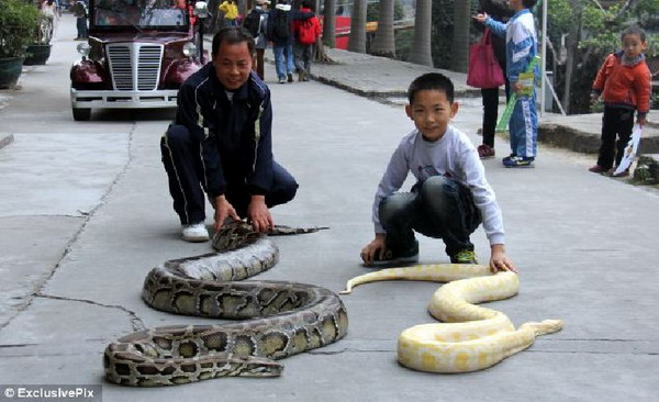 ขนลุก เด็กจีนนอนหลับกับงูเหลือม พ่อชอบใจปล่อยให้เป็นเพื่อนเล่น