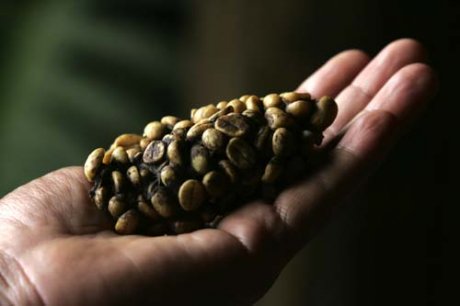 วิเคราะห์โกปี๊ ลูวัก ทำมาตรฐานกาแฟแพงสุดในโลก