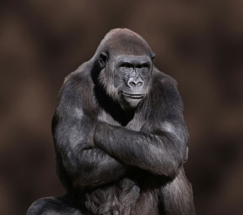 เจ้ากอริล่าร่างยักษ์แสดงสีหน้าท่าทางราวกับเบื่อการถ่ายรูปเต็มทน ที่สวนสัตว์ริโอ นิวเม็กซิโก สหรัฐอเม