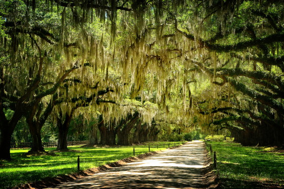 ตื่นตา! Avenue Of Oaks ที่ไร่บูนฮอลล์