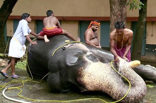 ว้าว! สปาช้างในอินเดีย