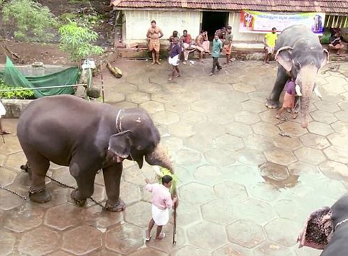 ว้าว! สปาช้างในอินเดีย