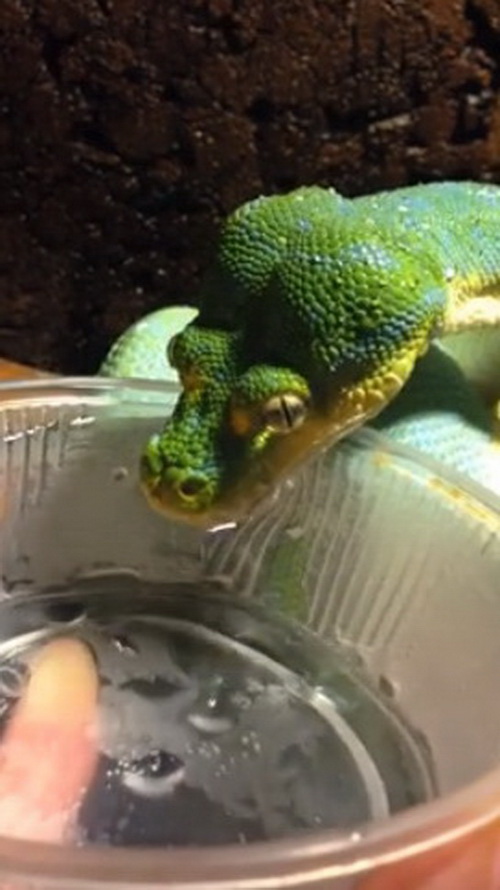 งูดื่มน้ำ โมเม้นต์น่ารักของงูที่เราไม่ค่อยได้เห็น