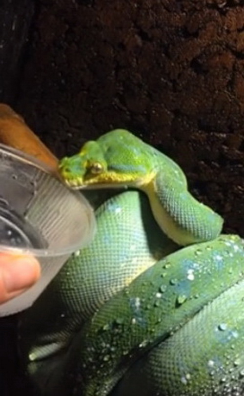 งูดื่มน้ำ โมเม้นต์น่ารักของงูที่เราไม่ค่อยได้เห็น