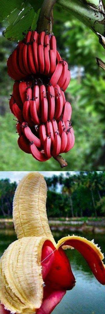 รวมแปลกแบบกล้วย ๆ เคยเห็นกันมั๊ย?