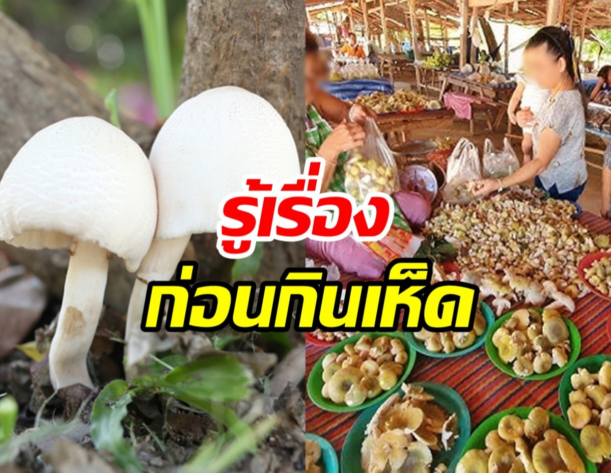 เรื่องควรรู้เกี่ยวกับ 'เห็ด' กินไม่ระวังอันตรายถึงชีวิตได้