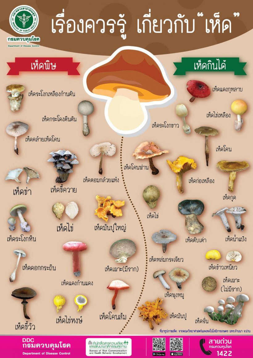 เรื่องควรรู้เกี่ยวกับ 'เห็ด' กินไม่ระวังอันตรายถึงชีวิตได้