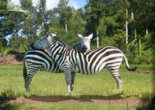 ภาพปริศนา :third zebra ?