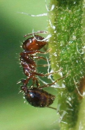เชื่อ หรือ ไม่ เกี่ยวกับมด ( Fact about ant ) 