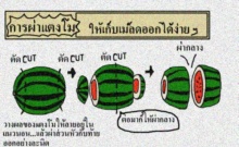 เคล็ดลับ: การผ่าแตงโมให้เหลือเมล็ดน้อยที่สุด!