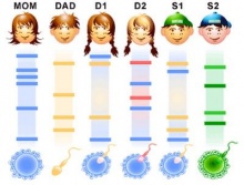 การตรวจดีเอ็นเอเพื่อพิสูจน์ความเป็นบิดา ( DNA paternity testing )