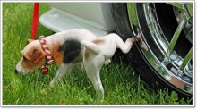 ทำไมสุนัขชอบปัสสาวะใส่ยางรถ?