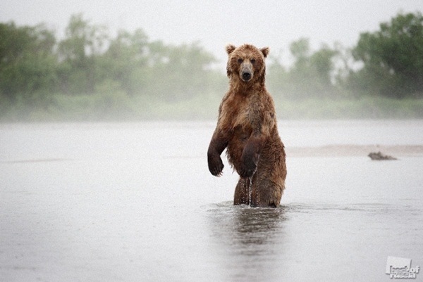 สุดยอดภาพถ่ายธรรมชาติ ชนะรางวัล แห่งปี 2011 จากรัสเซีย 