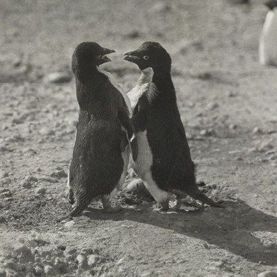 สุดช็อค! เผยด้านมืด เพนกวินสุดหื่น พฤติกรรมทางเพศที่ถูกปิดบังนาน 100 ปี 
