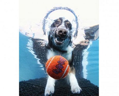 ภาพฮาสุนัขกระโดดคาบบอลใต้น้ำ