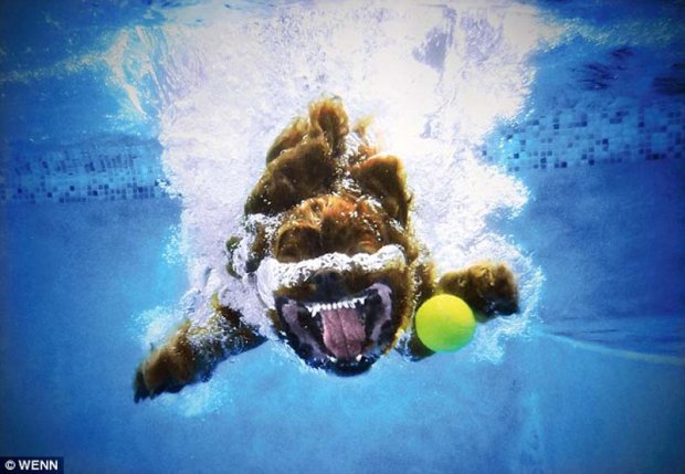 ภาพฮาสุนัขกระโดดคาบบอลใต้น้ำ
