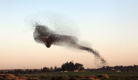 นกกิ้งโครงนับแสนบินรวมฝูงในอิสราเอล ครั้งแรกในรอบ 20 ปี
