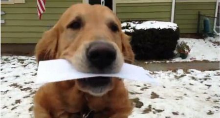 ปน่ารัก สุนัขบุรุษไปรษณีย์!!