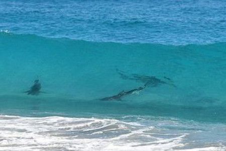 สหรัฐปิดชายหาดหลังฉลามนับพันว่ายใกล้ฝั่ง 