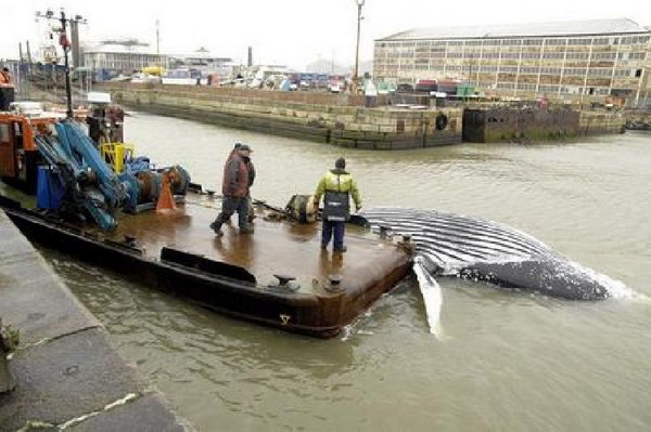 พบ วาฬ ลอยน้ำเสียชีวิตบริเวณปากแม่น้ำเธมส์