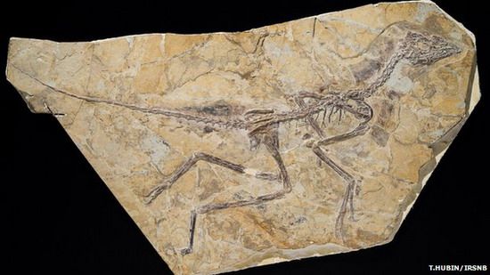 พบฟอสซิลนกรุ่งอรุณอายุ 160 ล้านปี สัตว์ต้นสายวิวัฒนาการนก