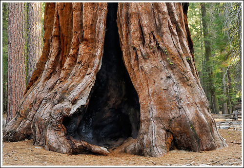 เซควอญา ต้นไม้ยักษ์ 2,700 ปี