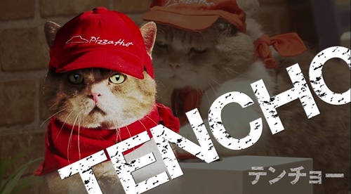 พิซซ่าร้อนๆมาส่งแล้ว เมี๊ยว!! Pizza Hut Japan ผุดไอเดียเก๋ อัญเชิญท่านแมวมาเป็นพรีเซ็นเตอร์