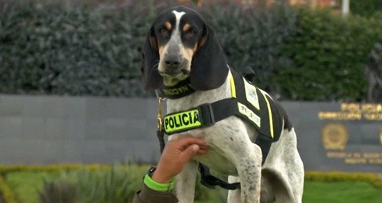 จากสุนัขแก๊งค้ายา กลายเป็นสุนัขตำรวจ!