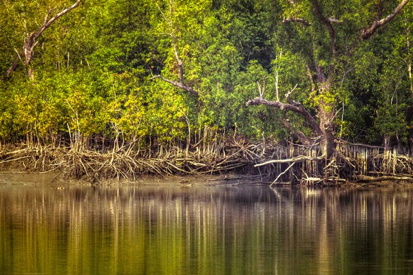 4. Sundarbans National Park : ประเทศอินเดีย