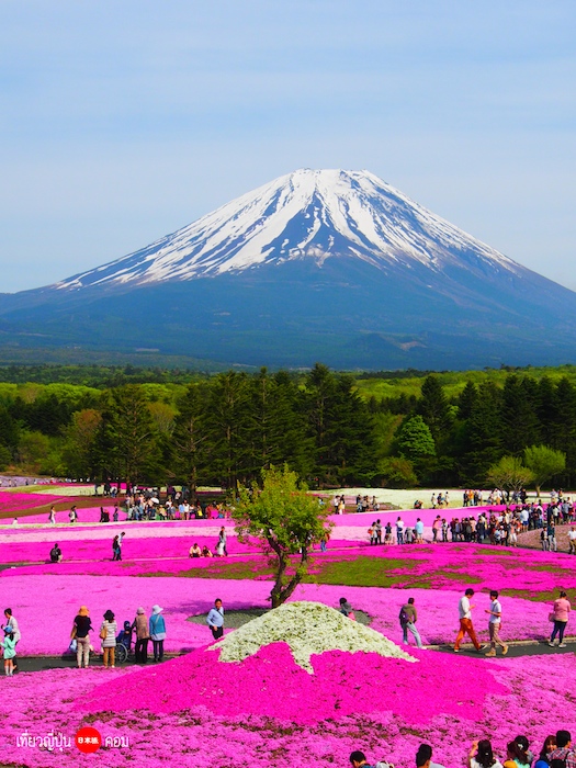 ชมทุ่งดอกพิงค์มอส Fuji Shibazakura @ญี่ปุ่น