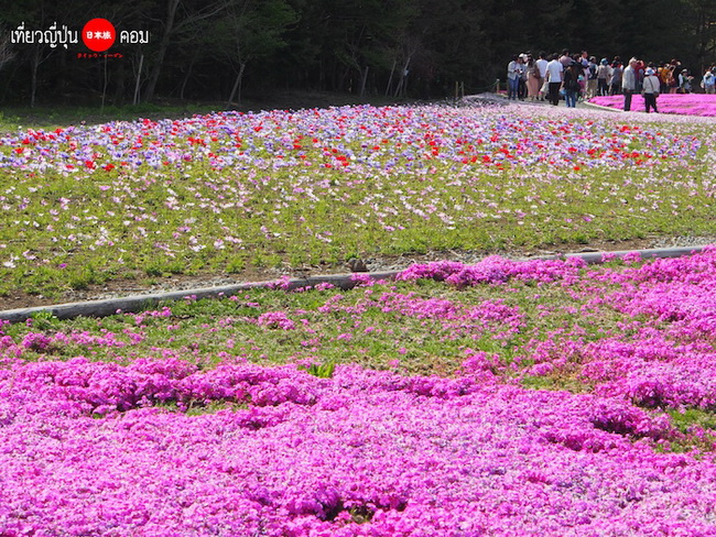 ชมทุ่งดอกพิงค์มอส Fuji Shibazakura @ญี่ปุ่น