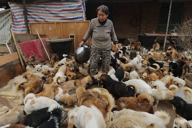ซึ้งใจ! หญิงจีนตื่นตีสี่ทุกวัน เพื่อให้อาหารสุนัขจรกว่า 1,300 ตัว!
