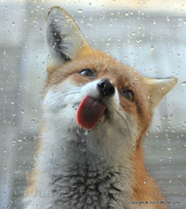 24 ภาพชวนยิ้ม!!เมื่อสัตว์โลกน่ารัก เจอกับกระจกใสแจ๋ว!!?