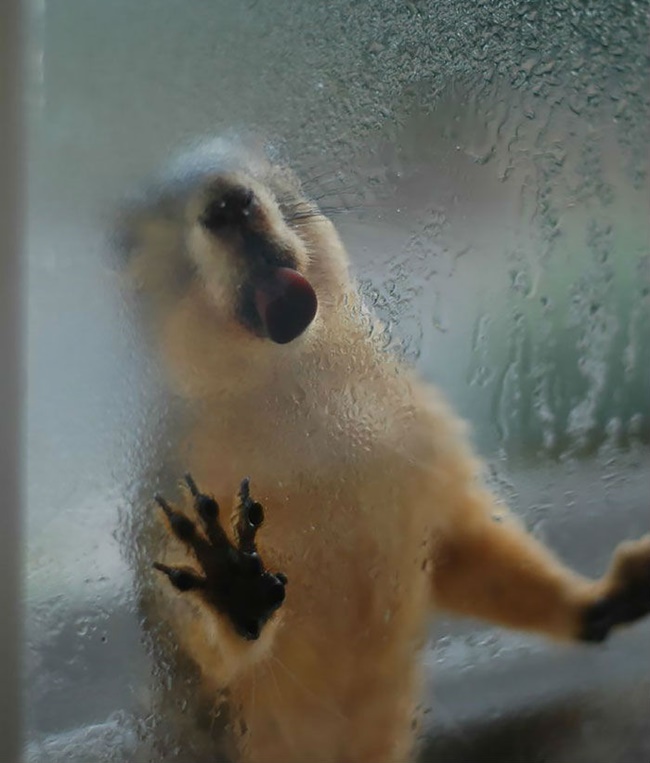 24 ภาพชวนยิ้ม!!เมื่อสัตว์โลกน่ารัก เจอกับกระจกใสแจ๋ว!!?