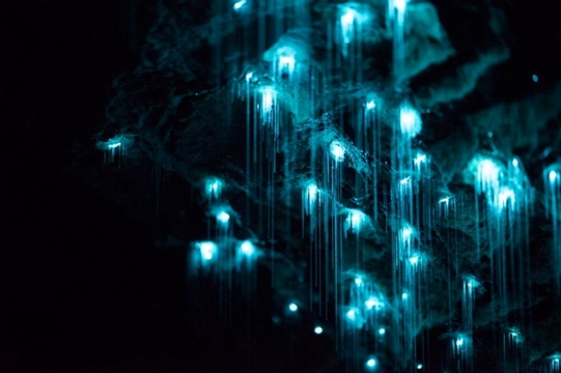 Waitomo Glowworm Caves ถ้ำหนอนเรืองแสง สุดมหัศจรรย์ กว่า 30 ล้านปี 