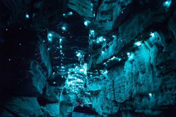 Waitomo Glowworm Caves ถ้ำหนอนเรืองแสง สุดมหัศจรรย์ กว่า 30 ล้านปี 