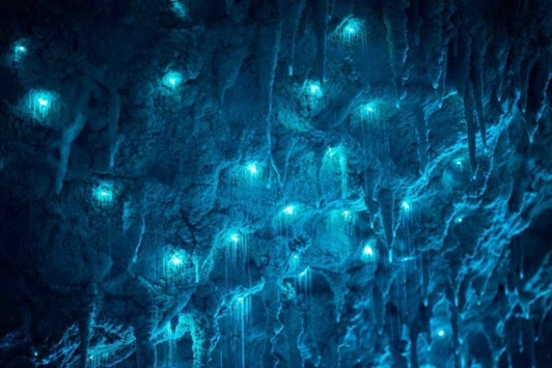 Waitomo Glowworm Caves ถ้ำหนอนเรืองแสง สุดมหัศจรรย์ กว่า 30 ล้านปี 