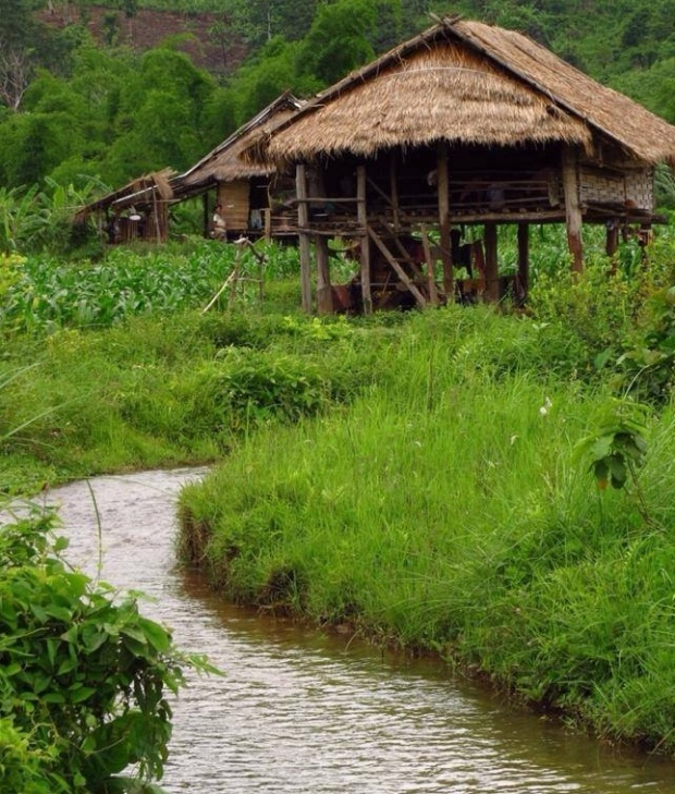 ภาพวิถีบ้านๆ ในน้ำมีปลาในนามีข้าว กลิ่นโคลนสาบควายท้องทุ่งสีเขียว!!