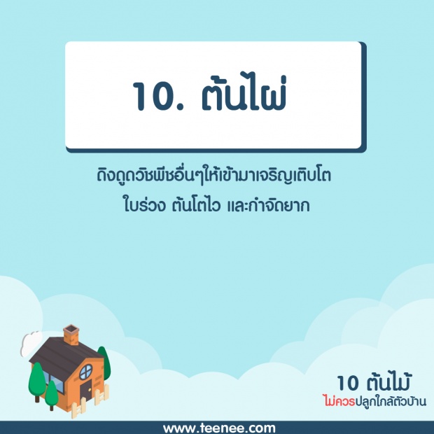 10 ต้นไม้ที่ไม่ควรปลูกใกล้ตัวบ้าน