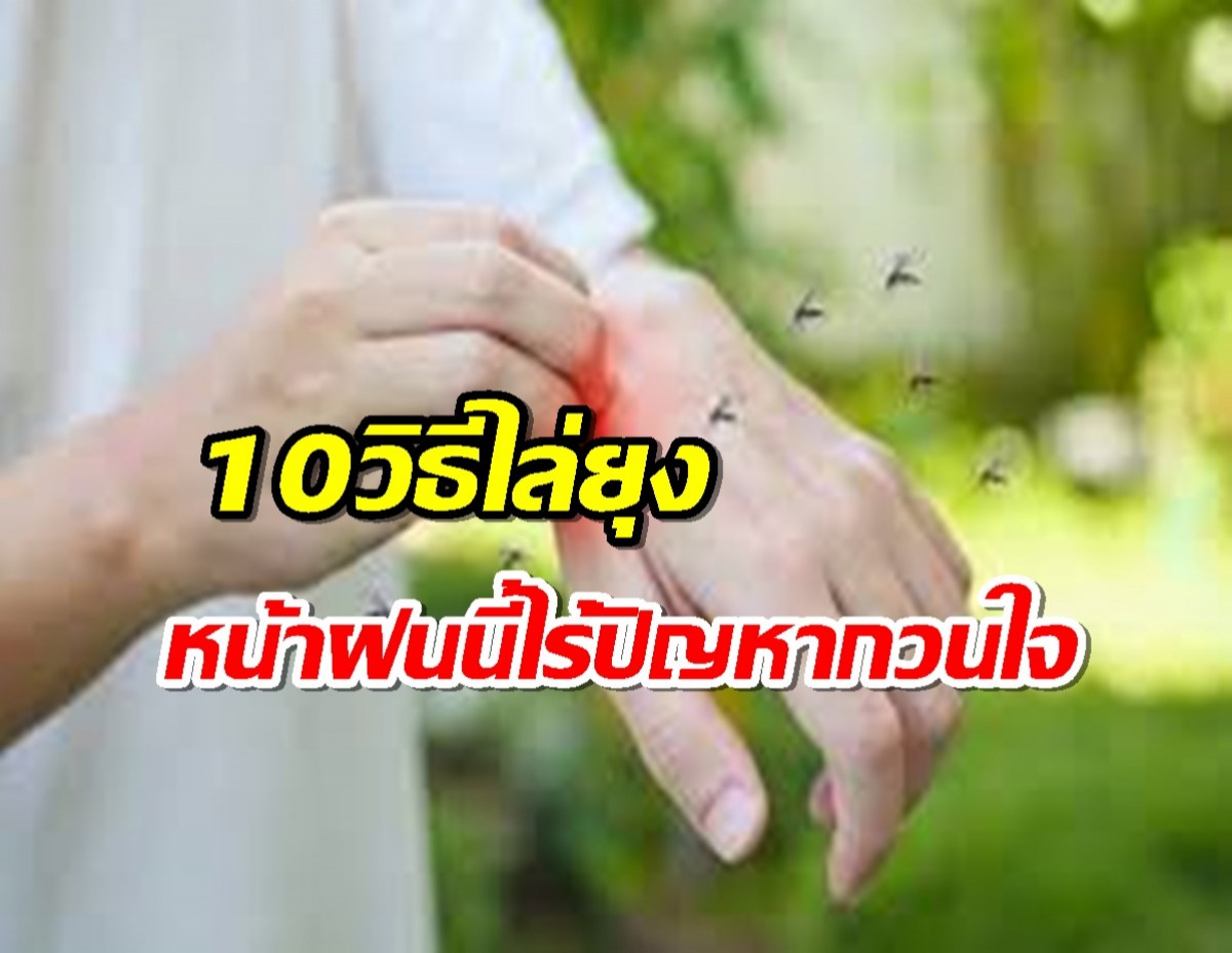 10 วิธีง่ายๆ ไล่ยุงตัวร้ายออกจากรอบๆบ้านคุณ