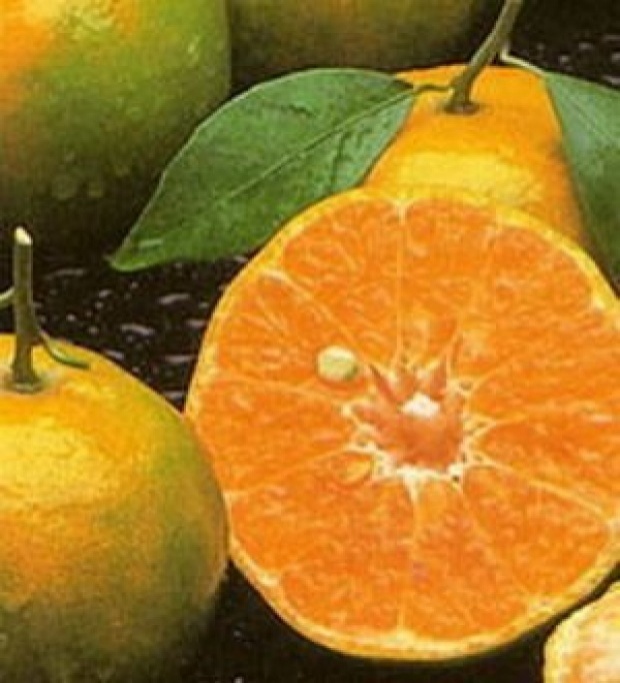 ส้มเขียวหวานอาจลดความเสี่ยงการเกิดมะเร็งตับ