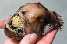 ปลาประหลาด มีสมองอยู่ในปาก 
