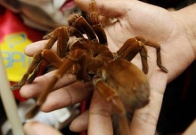 แมงมุม ตัว ใหญ่ที่สุดในโลก ( Biggest spider )