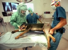 10 โรคฮิตทำน้องหมาต้องผ่าตัด