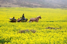 รู้จัก เกาะเชจูโด หรือเกาะเชจู (Jeju) มรดกโลกของเกาหลีใต้