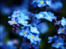 ตำนานดอก Forget Me Not สัญลักษณ์แห่งความรักโรแมนติก