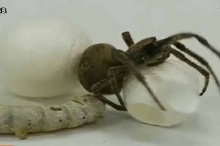 ญี่ปุ่นเจ๋ง! ค้นพบแมงมุมฟีตเจอริ่งหนอนไหม ได้เส้นไยดัดแปลงพันธุกรรม