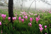 ชมทุ่งดอกกระเจียววันฝนพรำ เที่ยวอุทยานแห่งชาติไทรทอง ชัยภูมิ 